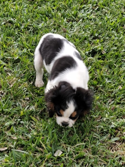 Cavalier King Charles Fêmea