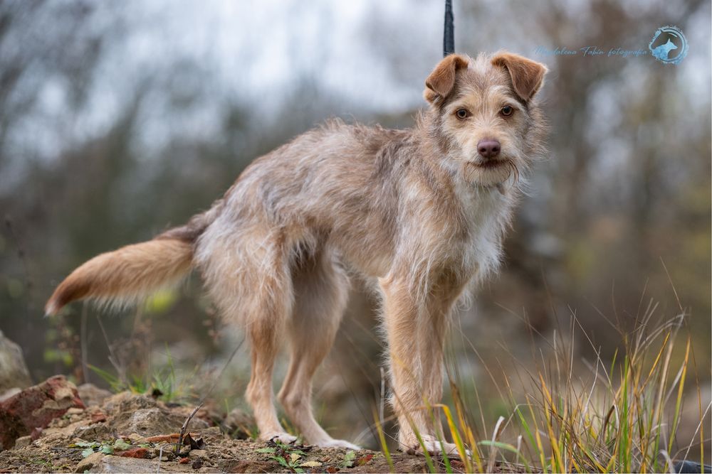 Przepiękna roczna Viola szuka domku