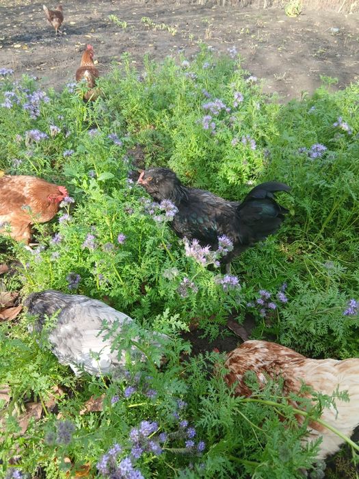 Інкубаційні яйця (мікс) Амераукана + Ломан Браун