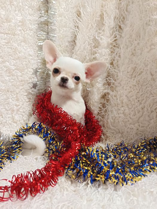 Сором'язлива білявочка чихуахуа