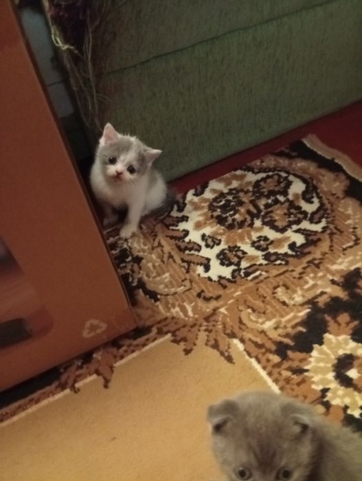 шотландские чистокровные котята