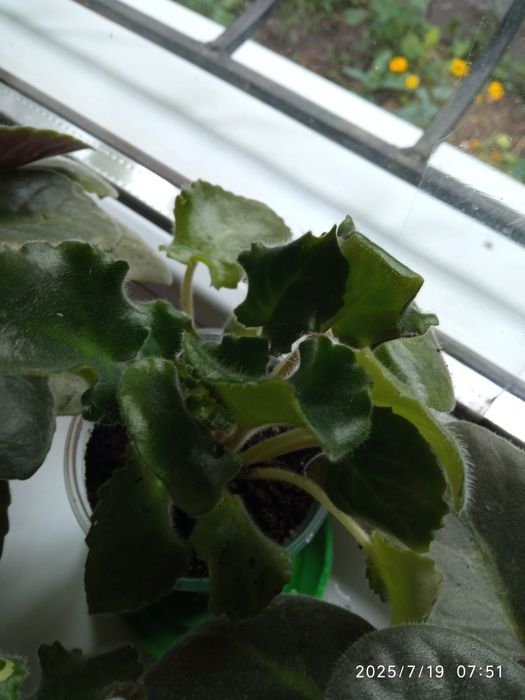 Продам деток фиалки кучерявая сиреневая