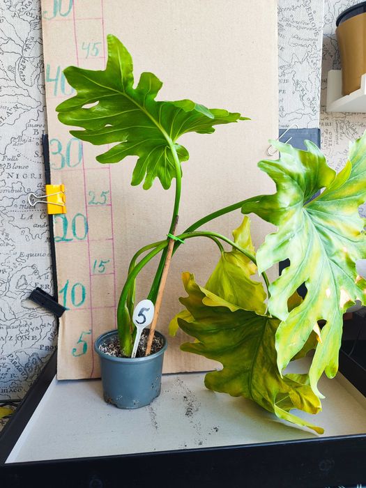 Філондерон Щангри-ла