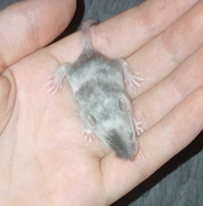 Sprzedam myszki. Samce, tylko w dobre ręce.