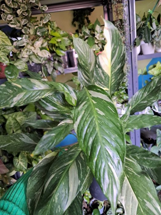 Skrzydlokwiat spathyphillum diamond variegata