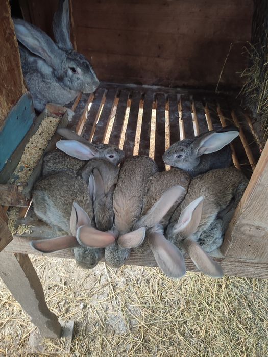 Продам кролів європейська шиншила