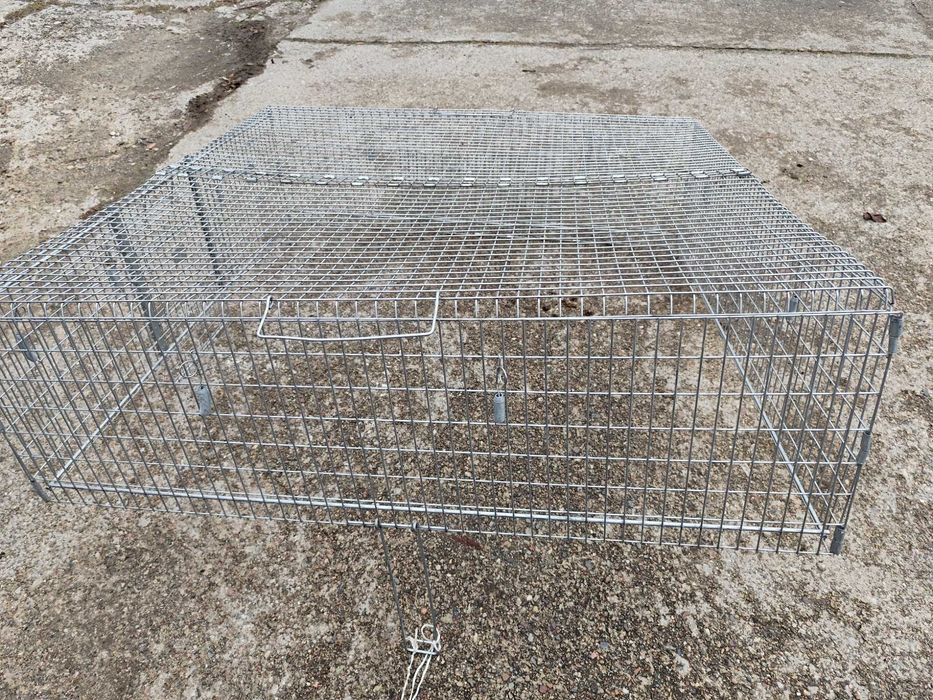 klatka pułapka dla kota