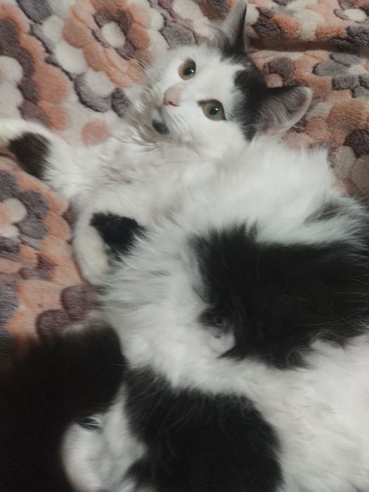 Кошенята в добрі руки