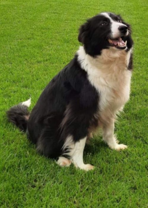 Border Collie piesek