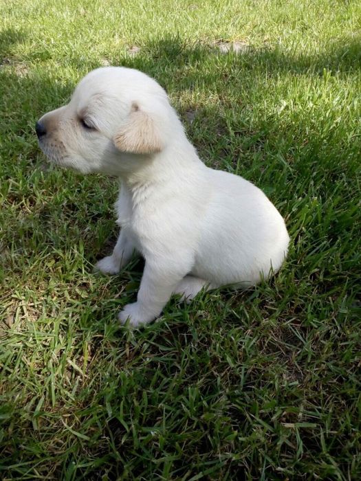 Лабрадори від пари чемпіонів