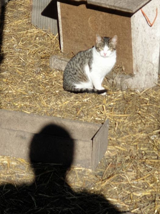 Девочка котёнок 5.5- 6 мес