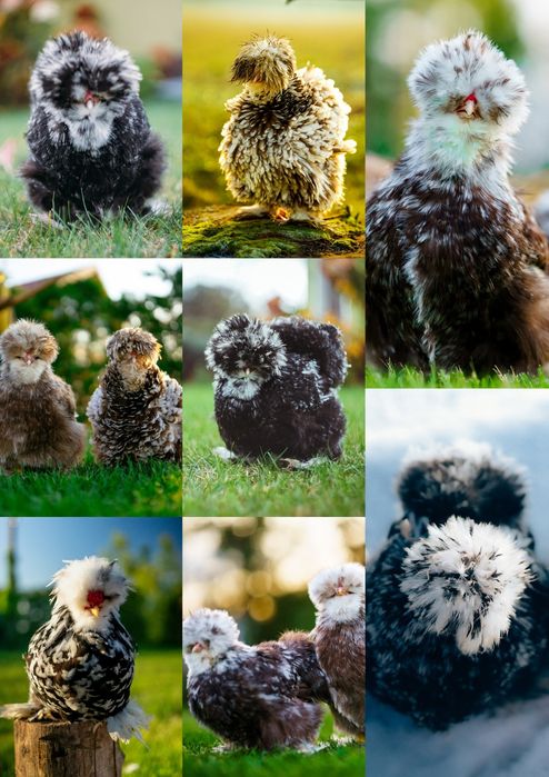 Kurki barwy mottled silka kura jedwabista