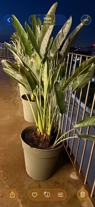 Vasos com estrelicias