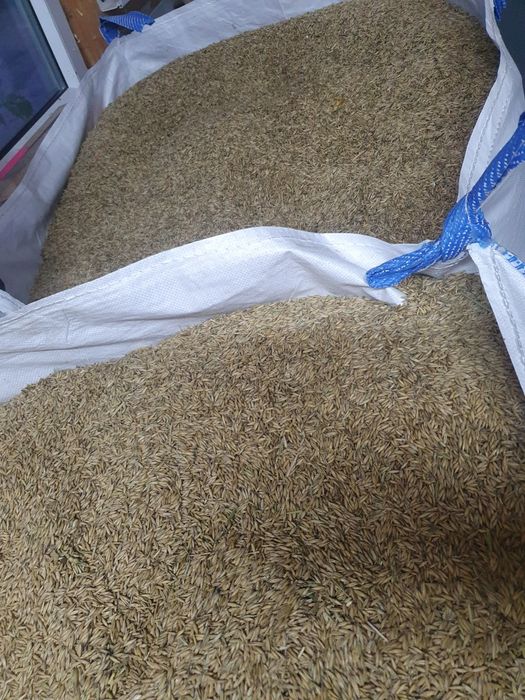 Sprzedam owies ozimy Snowbird oraz  gniady, czarny