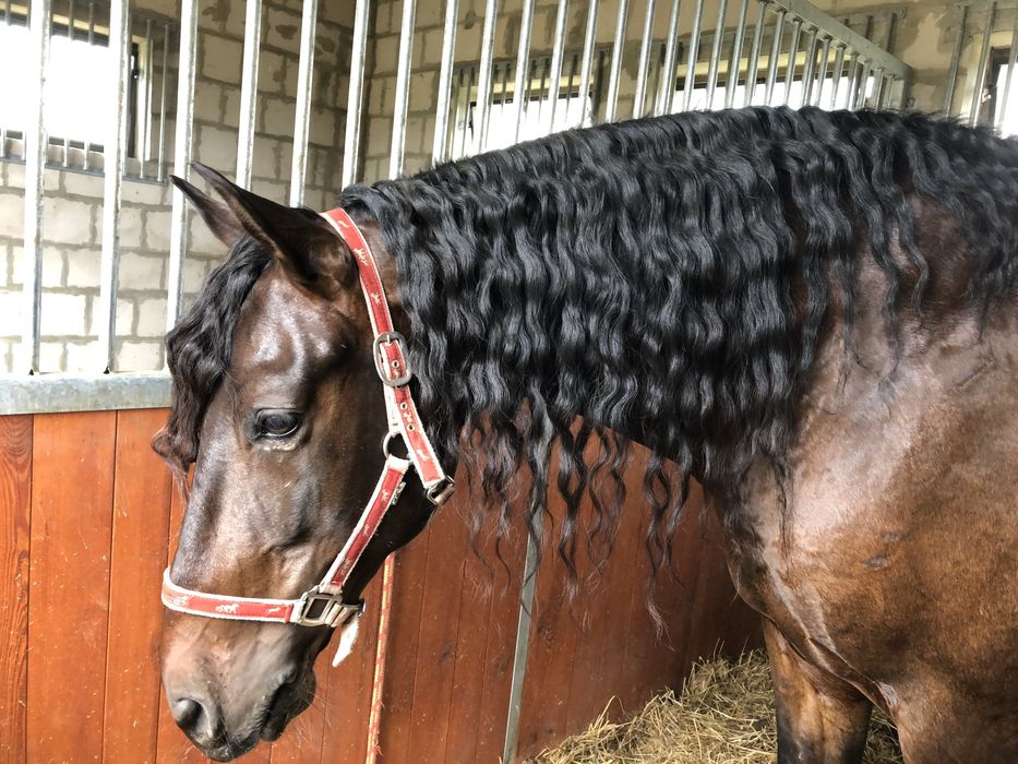 Współdzierżawa wałaszka - PRE