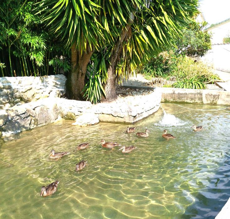 PATOS diversos nascidos e criados em liberdade