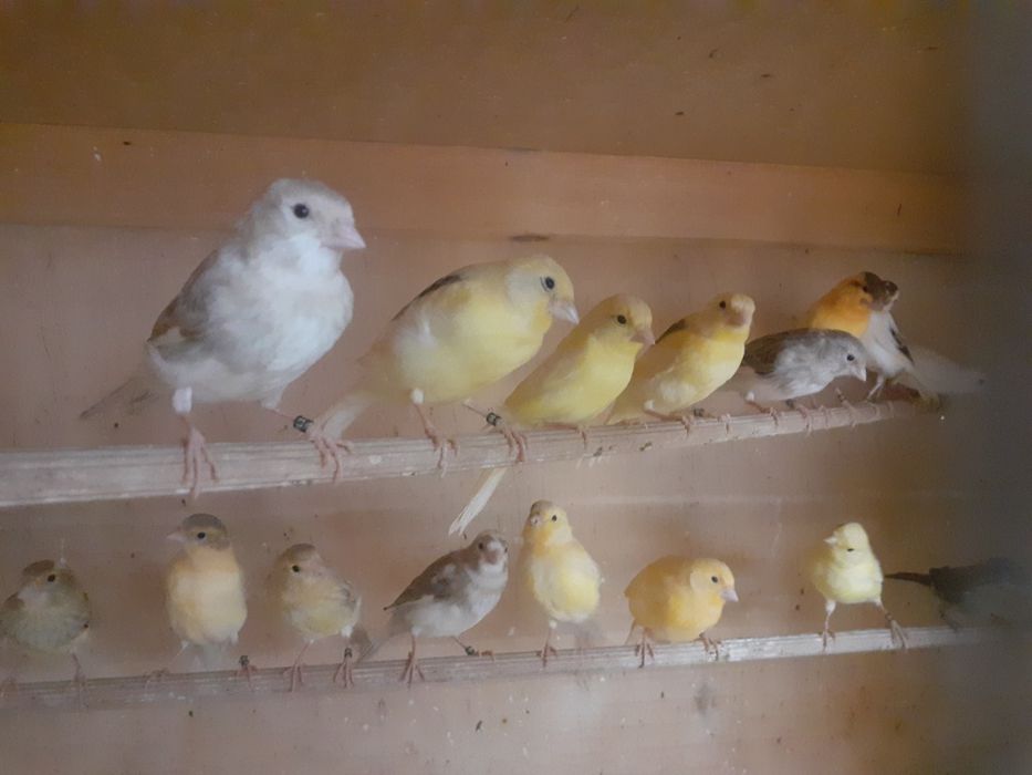 Kanarki młode z 2026