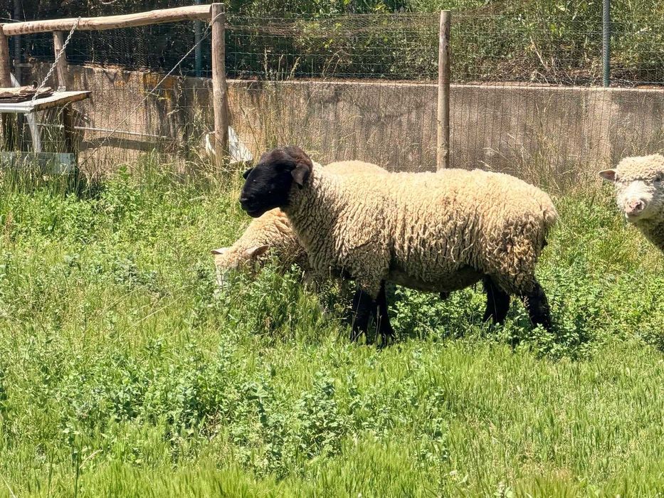 Venda de Carneiro Suffolk