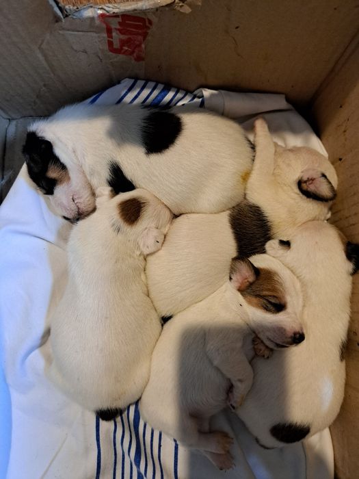 Фокс терьер ,чистокровная без документов