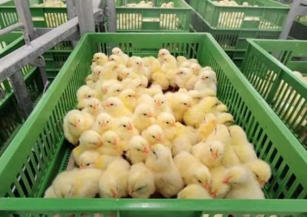 Добові курчата бройлерів та м'ясояєчних порід