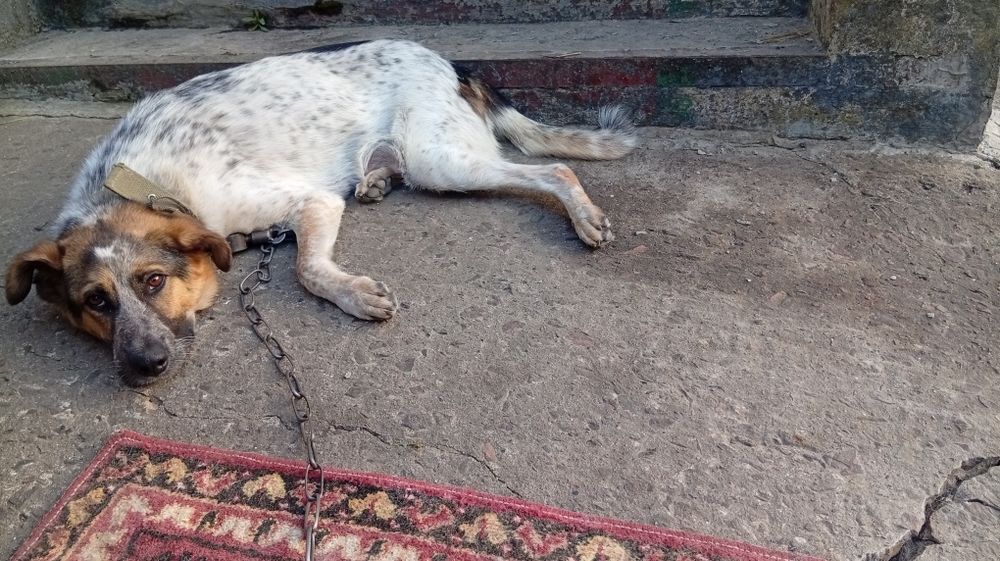 Віддам цеценят безкоштовно