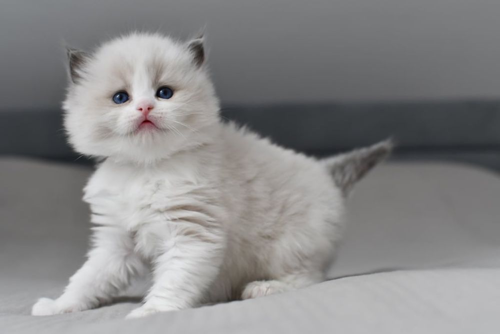 Kocurek ragdoll blue bikolor*rodowód FIFE*wychowane z dzieci