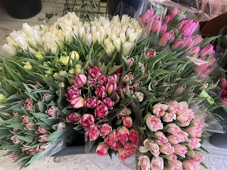 Sprzedam tulipany – 25 szt. w opakowaniu