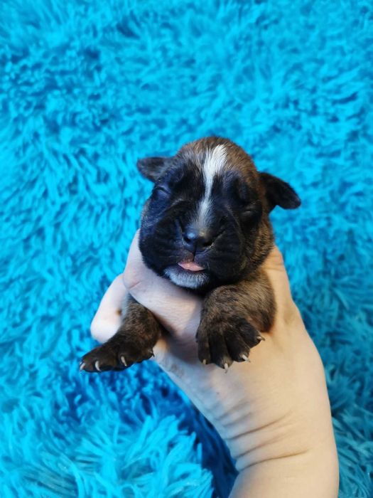 Szczeniak bokser suczka - do odbioru od 24 lutego