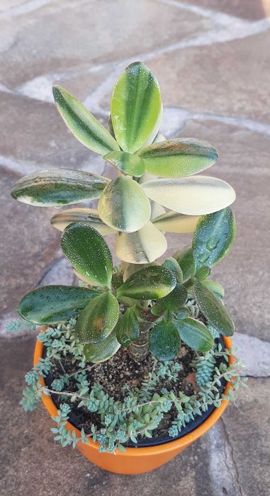 Красулы Лемон лайм, Альба, Солана.