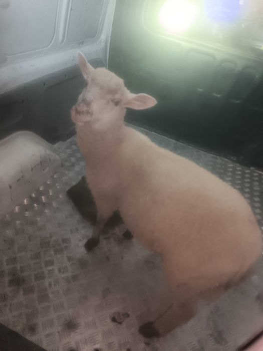 Ovelhas e carneiros animais novos