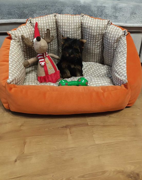 Yorkshire Terrier - suczka