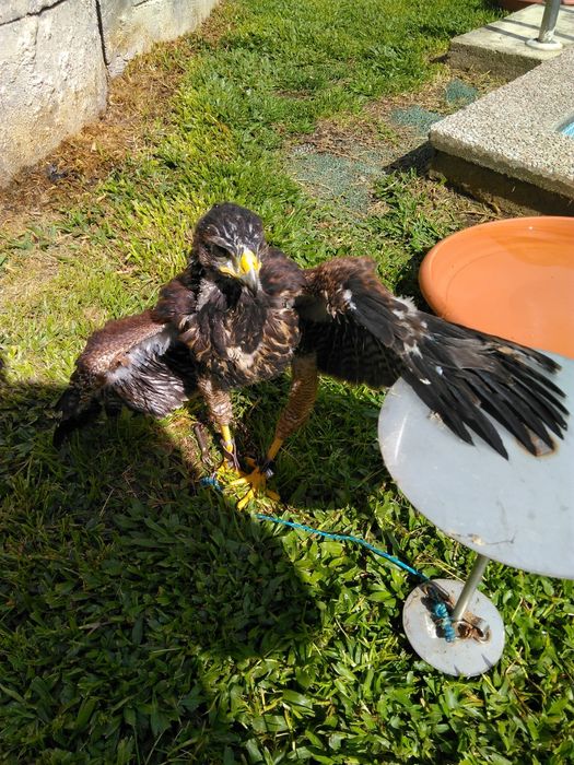 Parabuteo unicinctus e Tyto alba