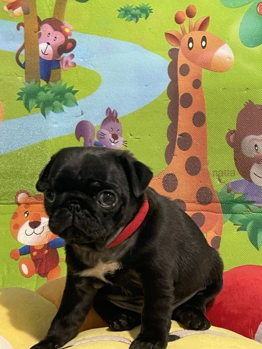 Мопс дівчинка, цуценя 2 міс. Привита,