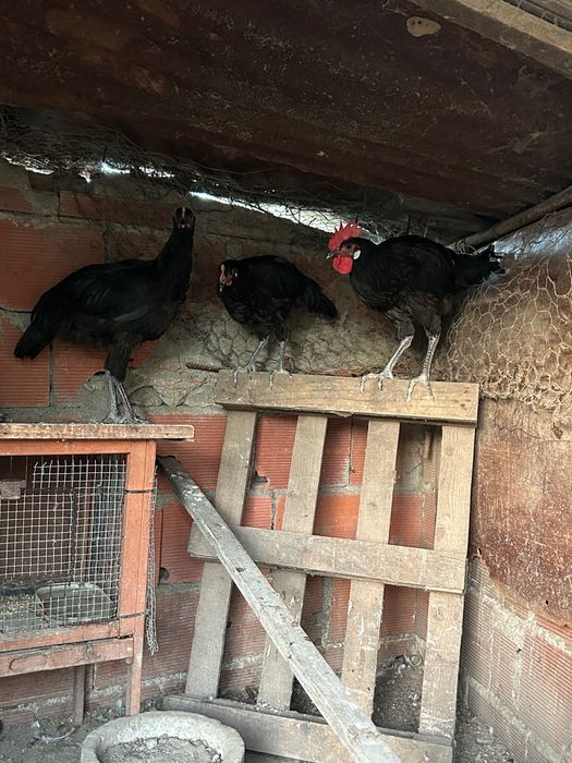 Trio de Andaluza Surenha morucha negro