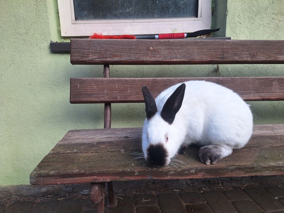 Króliki kalifornijskie