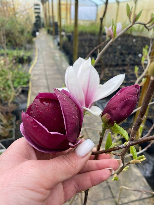 Магнолія великоквіткова 14 сортів на вибір
