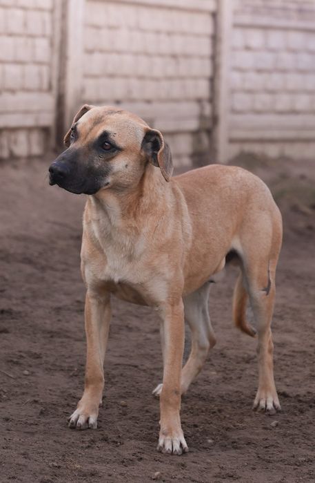 Otis szuka spokojnego domu