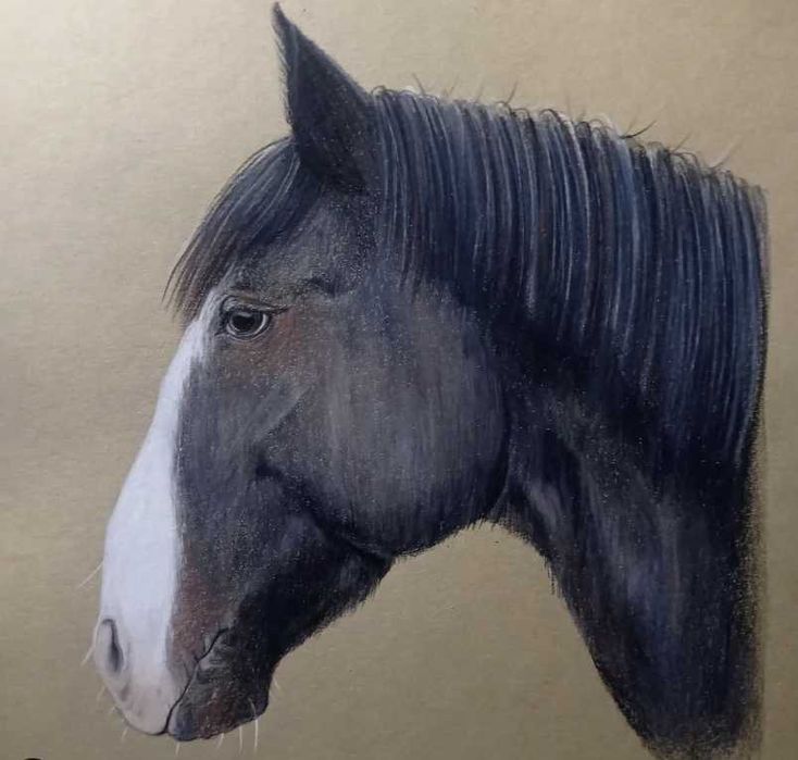 Retratos de animais de encomenda