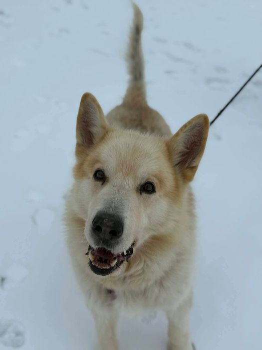 Sigma, starszy psiak siedzi w boksie  za niewinność