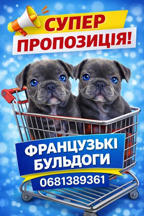 Французький бульдог чистокровні, синій окрас ВІП ДІВЧИНКА і ХЛОПЧИК