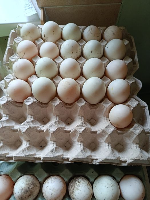 Jajka biegusów lęgowe