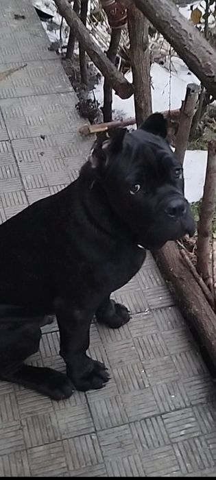 Цуценята Кане Корсо