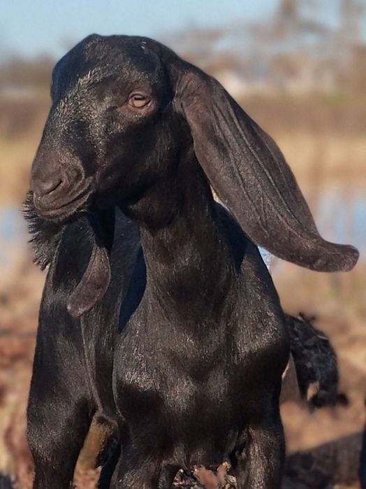 Козенята Англо-нубійські