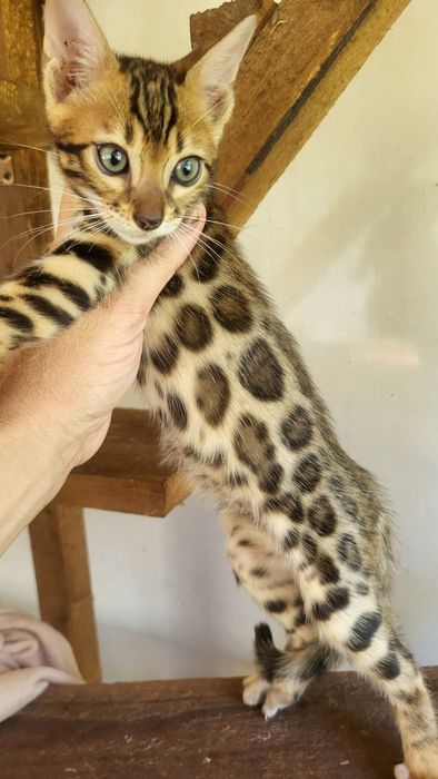 Бенгалы от клубных родителей.