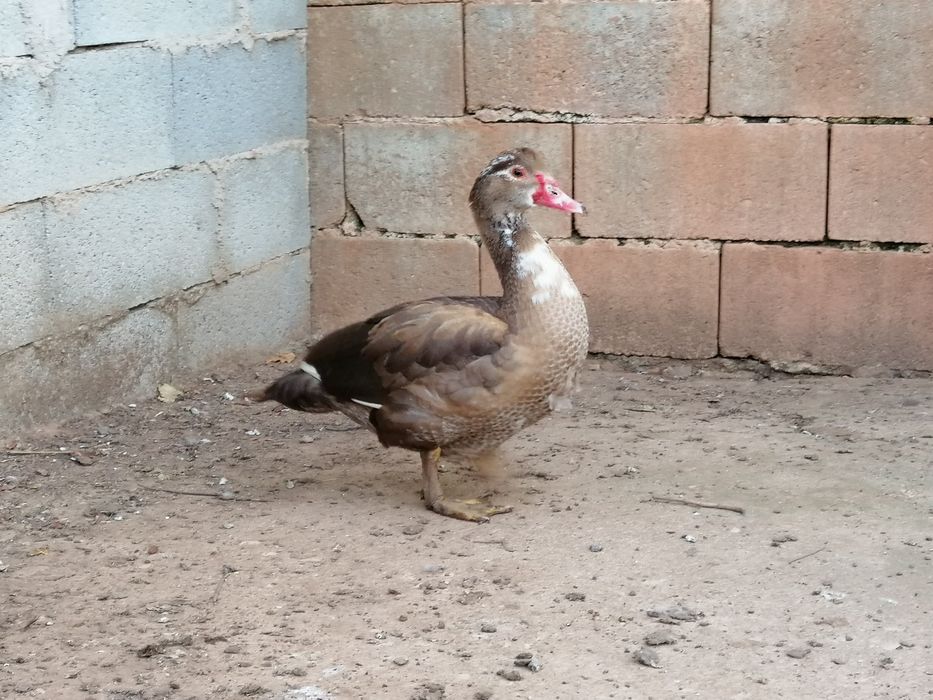 Patos mudos castanhos