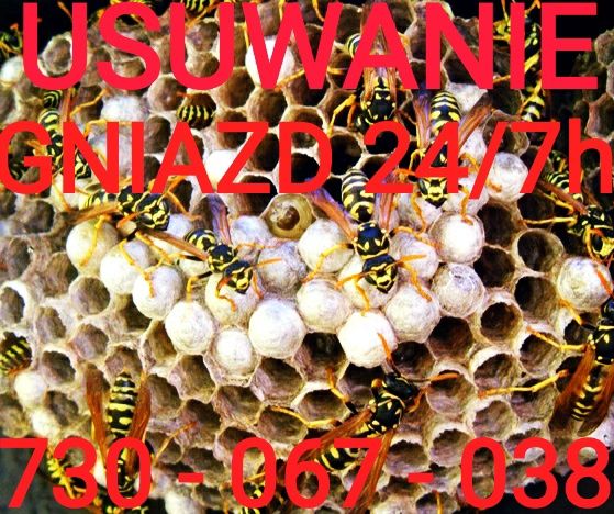 Usuwanie likwidacja gniazd os szerszeni osy szerszenie