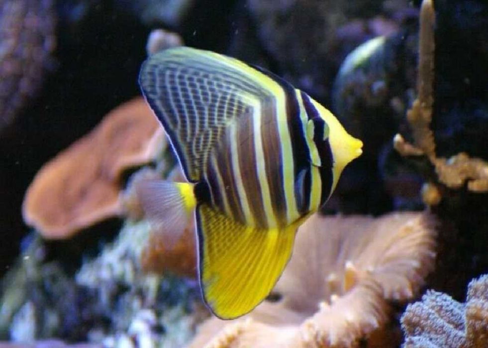 Zebrasoma desjardini . Ryba . Akwarium morskie .