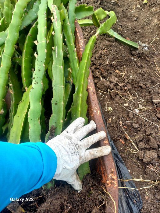 Pitayas/Mudas/Enraizadas - American Beauty e Undatus