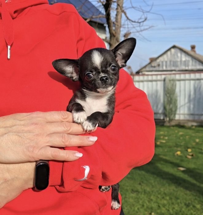 Чихуахуа. Чарівні красунчики.