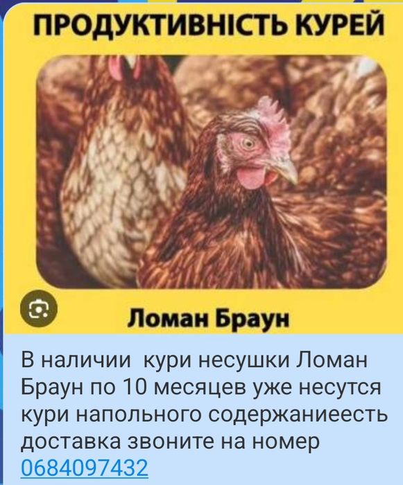 Кури несушки Ломан Браун